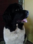 Превью фото № 143579