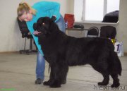 Превью фото № 143675