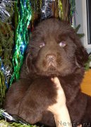 Превью фото № 143717