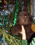 Превью фото № 143718