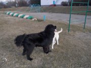 Превью фото № 143753