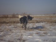 Превью фото № 143757