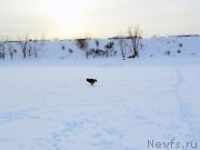 Превью фото № 143778