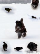 Превью фото № 143779