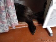 Превью фото № 143787