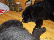 Превью фото № 143800