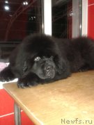 Превью фото № 143822