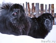 Превью фото № 143835