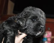 Превью фото № 143870