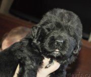 Превью фото № 143871