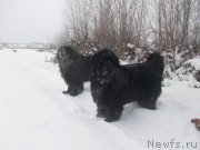 Превью фото № 143922