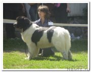 Превью фото № 144071