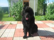 Превью фото № 144116