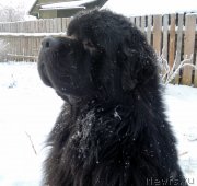 Превью фото № 144118