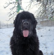 Превью фото № 144242