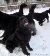 Превью фото № 144243