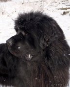 Превью фото № 144245