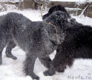 Превью фото № 144247