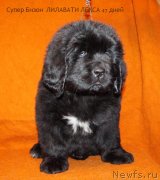 Превью фото № 144286