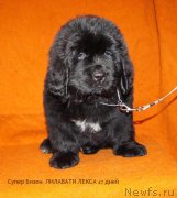 Превью фото № 144287