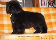 Превью фото № 144328