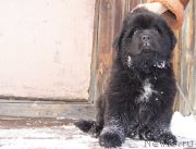 Превью фото № 144387