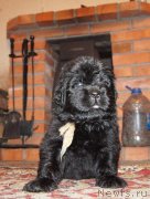 Превью фото № 144436