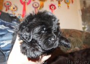 Превью фото № 144438