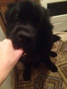 Превью фото № 144455