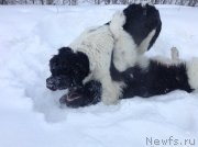 Превью фото № 144458