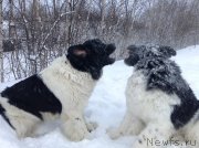 Превью фото № 144459