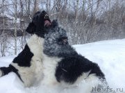 Превью фото № 144460