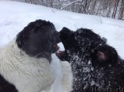 Превью фото № 144461