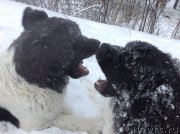 Превью фото № 144462