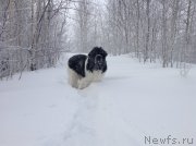 Превью фото № 144464