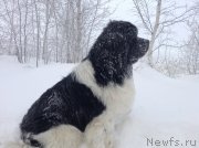 Превью фото № 144466