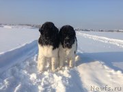 Превью фото № 144488