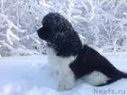 Превью фото № 144495