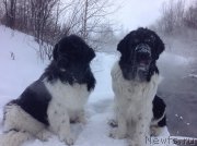 Превью фото № 144499