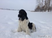 Превью фото № 144501