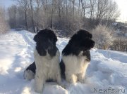 Превью фото № 144503