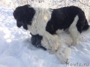 Превью фото № 144505