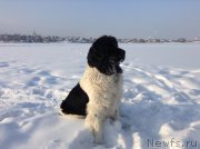 Превью фото № 144507