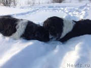 Превью фото № 144510