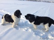 Превью фото № 144511