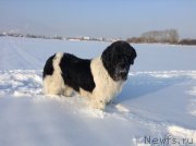 Превью фото № 144512