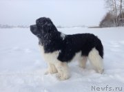 Превью фото № 144518