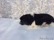 Превью фото № 144523