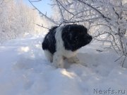 Превью фото № 144525