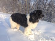 Превью фото № 144527